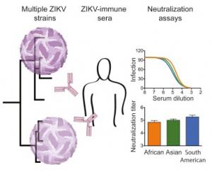 ZIKA: Un seul sérotype, un seul vaccin – Cell Reports