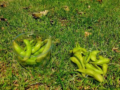 Angleterre - été 2016 - 1ère partie