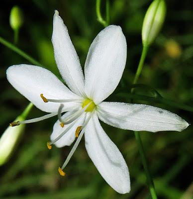Phalangère rameuse (Anthericum ramosum)
