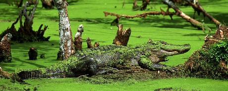 Les maraudeurs de Tom COOPER