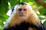 Costa Rica #3 – Rencontres animalières au parc national Manuel Antonio sur la côte Pacifique