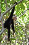 Costa Rica #3 – Rencontres animalières au parc national Manuel Antonio sur la côte Pacifique