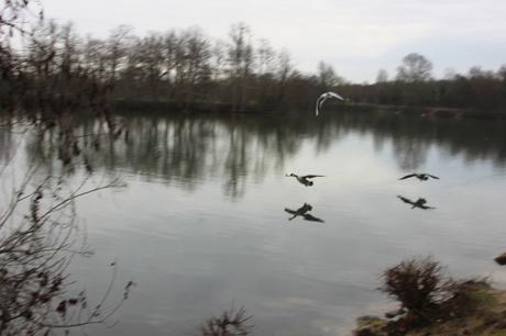 1 bernaches vol montcourt 8 janv 2016 002.jpg