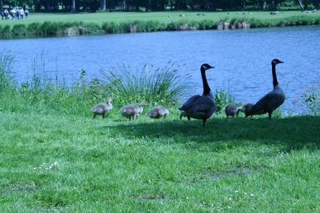 3 bernaches couple et petits 20 mai 2008 101.jpg