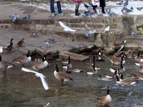 2 bernaches sortent 11 janv 098.jpg