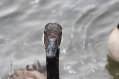 13 bernaches moret 2 août 2016 029.jpg