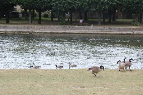 5 bernaches moret 2 août 2016 024.jpg