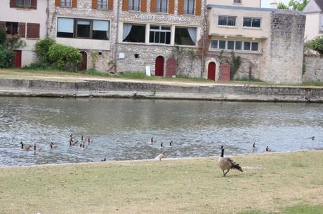 6 bernaches moret 2 août 2016 025.jpg