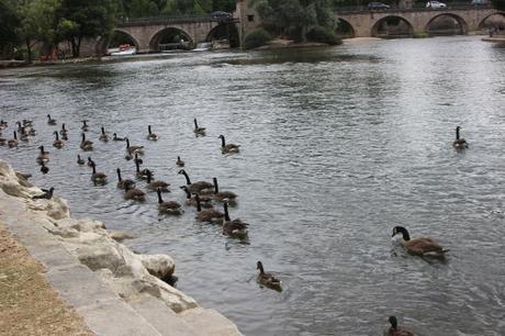 8 bernaches moret 2 août 2016 027.jpg