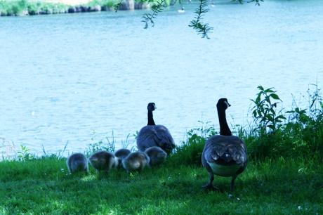 4 bernaches couple et petits 20 mai 2008 100.jpg