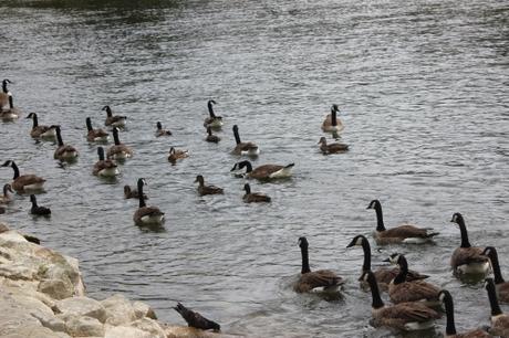 7 bernaches moret 2 août 2016 026.jpg