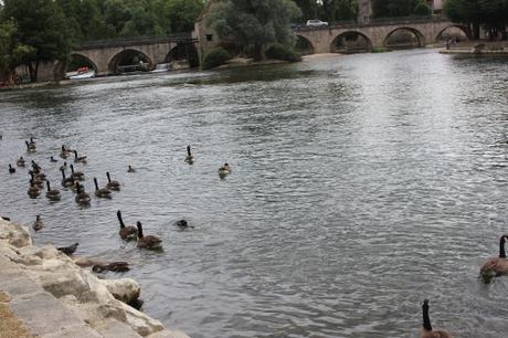 9 bernaches moret 2 août 2016 028.jpg