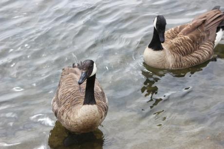 11 bernaches moret 2 août 2016 030.jpg