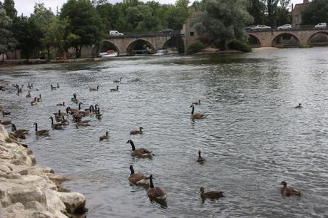 10 bernaches moret 2 août 2016 031.jpg