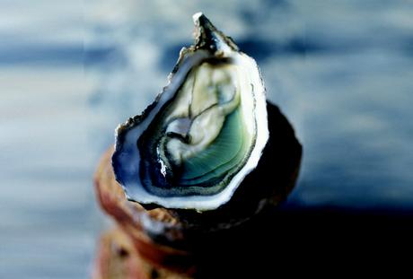 Il est impossible de différencier à l’œil nu une huître classique d’une huître triploïde, d’où le débat sur leur étiquetage. 