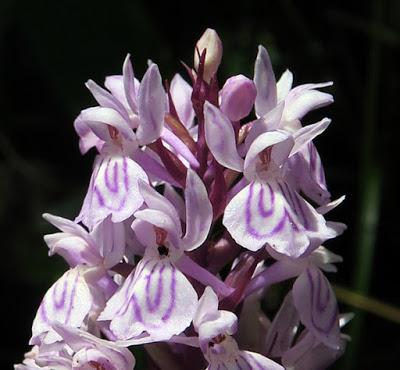 Dactylorhize tacheté (Dactylorhiza maculata)