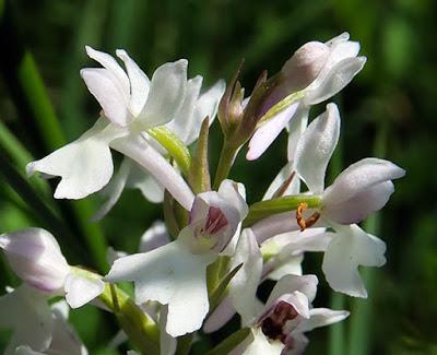 Dactylorhize tacheté (Dactylorhiza maculata)