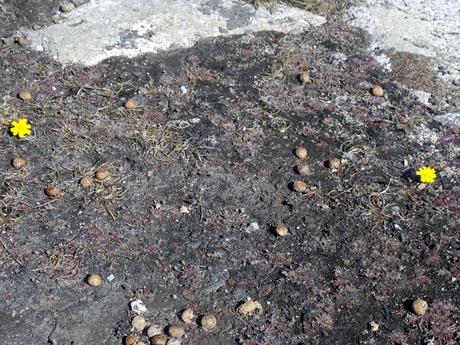 Barbarie, si tu veux de l'amour