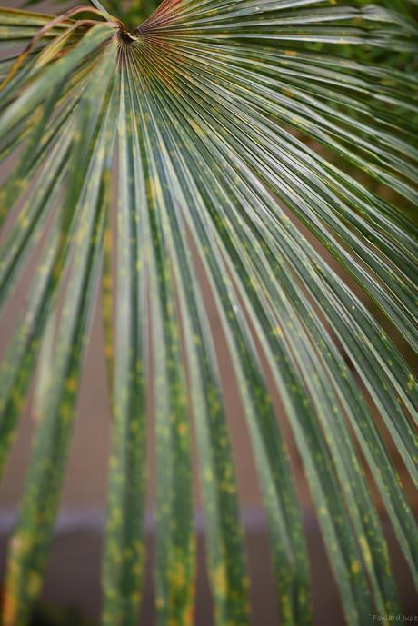 palm tree leaf