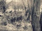 Cauchemar d'une nuit d'été