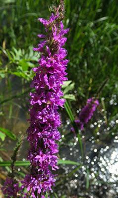 Salicaire commune (Lythrum salicaria)