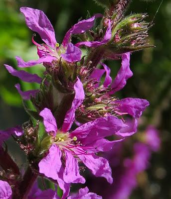 Salicaire commune (Lythrum salicaria)