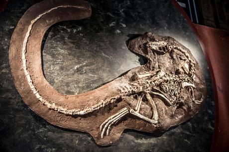 Natural History Museum