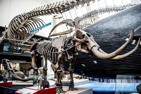 Natural History Museum