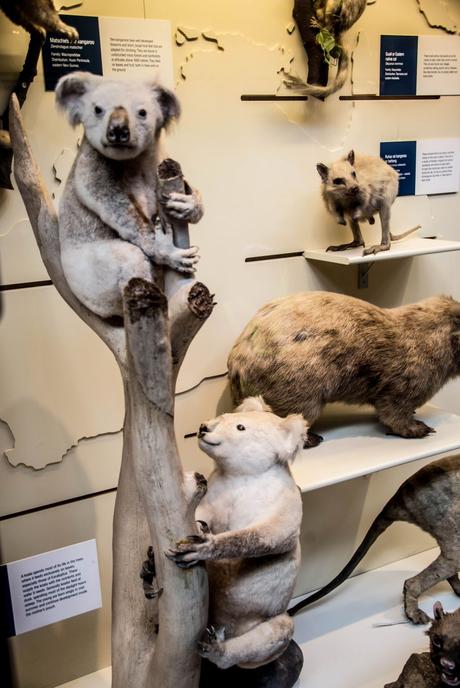 Natural History Museum