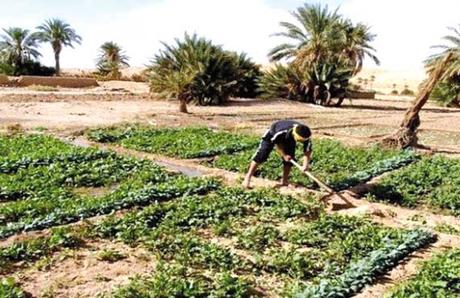 Souk-Ahras : Partenariat agriculteurs-investisseurs
