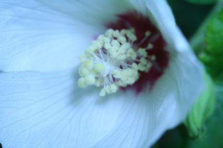 4 hibiscus para veneux 29  juil  2010 008.jpg