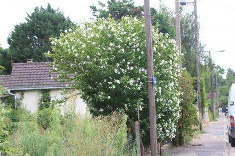 5 hibiscus syriacus moret 2 août 2016 035 (1).jpg