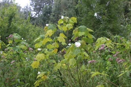 1 hibiscus paramutabilis romi 5 août 2016 065.jpg