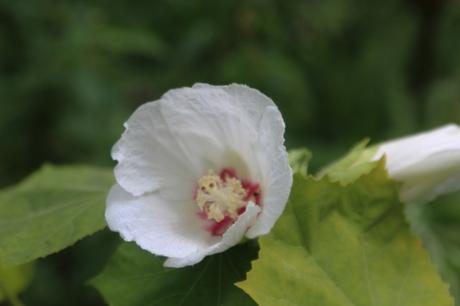 2 hibiscus paramutabilis romi 5 août 2016 066.jpg