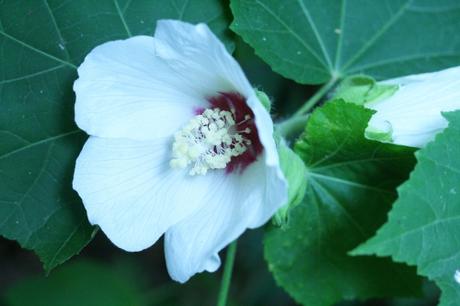 3 hibiscus para veneux 29  juil  2010 004.jpg