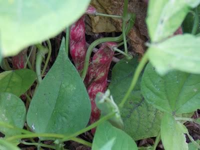 Quelques promesses de récoltes futures dans mon jardin urbain bio, en permaculture