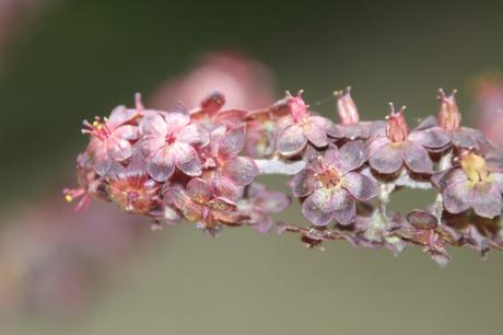 3 marnay 5 août 2016 031.jpg