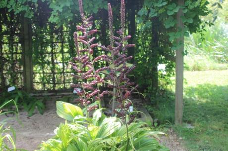 1 marnay 5 août 2016 030.jpg