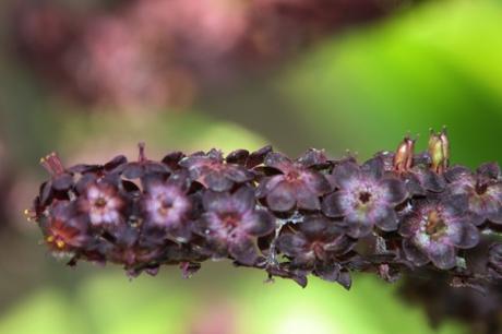 2 marnay 5 août 2016 032.jpg