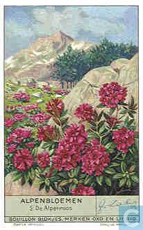 Fleurs des Alpes: les chromos Liebig de la série Alpenblumen (1936)