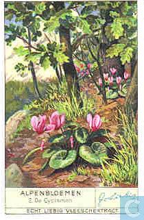 Fleurs des Alpes: les chromos Liebig de la série Alpenblumen (1936)
