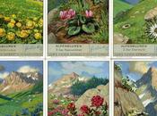 Fleurs Alpes: chromos Liebig série Alpenblumen (1936)