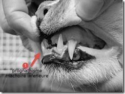 L’acromégalie chez le chat est elle rare ou sous diagnostiquée ?