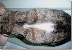 L’acromégalie chez le chat est elle rare ou sous diagnostiquée ?