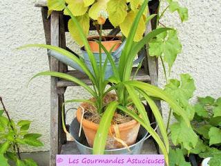 Carpaccio de courgette