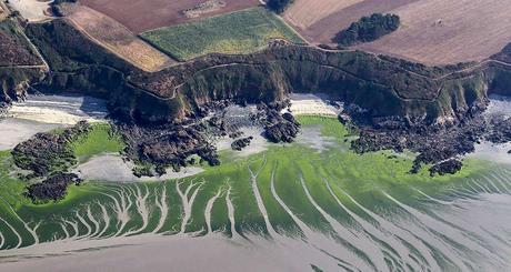 Littoral : le lent recul du front des algues vertes