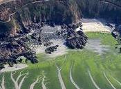 Littoral lent recul front algues vertes