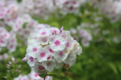 3 phlox marnay 5 août 2016 039.jpg
