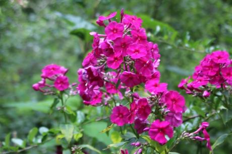 5 phlox romi 5 août 2016 075.jpg