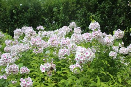 2 phlox marnay 5 août 2016 038.jpg